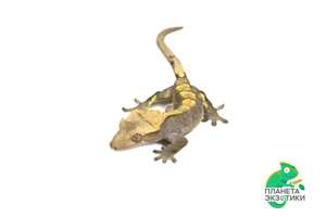 Реснитчатый геккон бананоед Harlequin