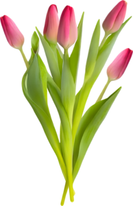 Монобукет Тюльпан, 5шт