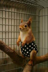 Подгузники для белки (из-за рубежа, с картой OZON)